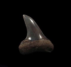 Netherlands Escheri tooth for sale | Buried Treasure Fossils