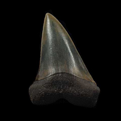 Big Netherlands Carcharodon hastalis tooth | Buried Treasure Fossils