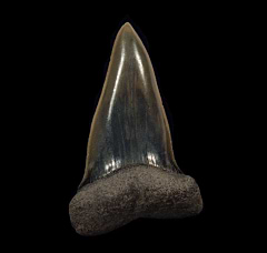 Netherlands Big-tooth Mako shark tooth for sale | Buried Treasure Fossils
