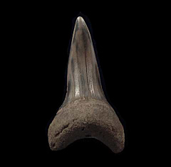 Big Netherlands Mako tooth for sale | Buried Treasure Fossils