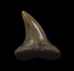 Big Mako shark tooth from Netherlands for sale | Buried Treasure Fossils