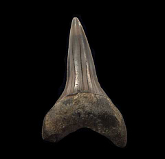 Netherlands Mako shark tooth for sale | Buried Treasure Fossils