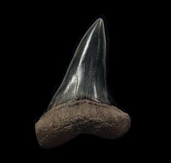 Netherlands Big-tooth Mako shark tooth for sale | Buried Treasure Fossils