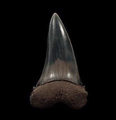 Netherlands Mako tooth for sale | Buried Treasure Fossils