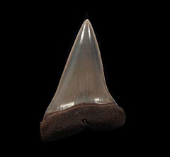 Netherlands Hastalis tooth for sale | Buried Treasure Fossils
