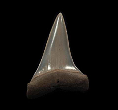 Pathological Netherlands Big-tooth Mako shark tooth for sale | Buried Treasure Fossils