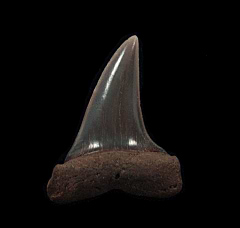 Netherlands Isurus hastalis tooth for sale | Buried Treasure Fossils