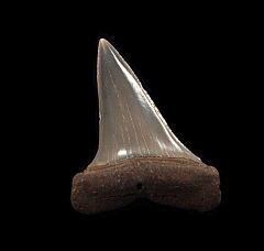 Big Netherlands Cosmopolitodus hastalis tooth for sale | Buried Treasure Fossils