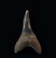 Isurus desori - Netherlands | Buried Treasure Fossils