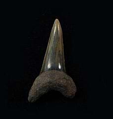 Isurus desori tooth from the Netherlands | Buried Treasure Fossils