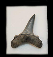 Carcharias vorax tooth - Netherlands | Buried Treasure Fossils