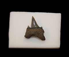 Lamna nasus tooth - Netherlands | Buried Treasure Fossils