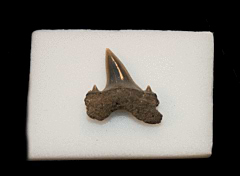 Porbeagle shark tooth - Netherlands | Buried Treasure Fossils