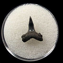 Porbeagle shark tooth - Netherlands for sale | Buried Treasure Fossils