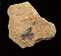 Heterodontus rogosus tooth - Netherlands | Buried Treasure Fossils
