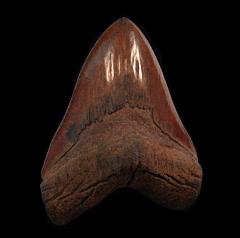 Large Meherrin River Megalodon tooth for sale | Buried Treasure Fossils