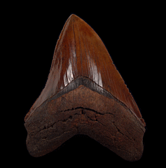 Real Copper-red Megalodon tooth for sale | Buried Treasure Fossils