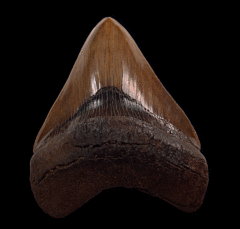 Red Site Megalodon tooth for sale | Buried Treasure Fossils