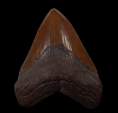 Meherrin River Red Megalodon tooth for sale | Buried Treasure Fossils