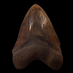 Copper-red Carchcarocles megalodon tooth for sale | Buried Treasure Fossils