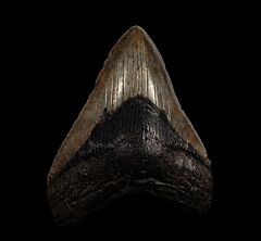 North Carolina offshore Megalodon tooth for sale | Buried Treasure Fossils