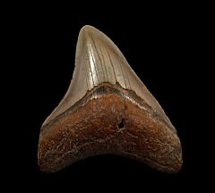 NC ocean Megalodon tooth for sale | Buried Treasure Fossils