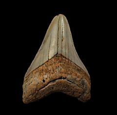 North Carolina ocean Meg tooth for sale | Buried Treasure Fossils