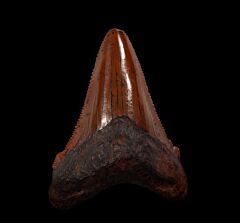 Rare Meherrin River Chubutensis tooth for sale | Buried Treasure Fossils
