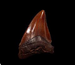 Real Copper-red Chubutensis tooth for sale | Buried Treasure Fossils