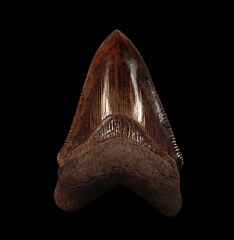 No. Carolina red site Chubutensis tooth for sale | Buried Treasure Fossil