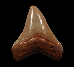 Colorful Otodus Chubutensis tooth from No. Carolina | Buried Treasure Fossils