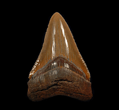 Colorful Atlantic ocean Otodus Chubutensis tooth | Buried Treasure Fossils