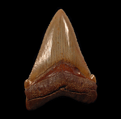 Real Chubutensis tooth from offshore No. Carolina | Buried Treasure Fossils