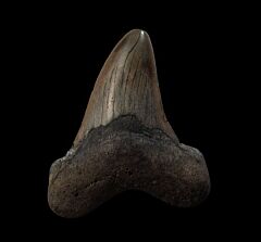 Inexpensive NC Otodus auriculatus tooth for sale | Buried Treasure Fossils