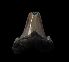 Real No. Carolina Auriculatus tooth for sale | Buried Treasure Fossils