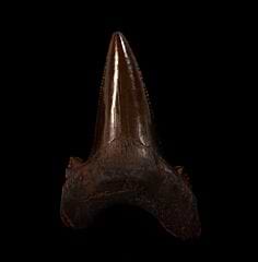 Rare Meherrin River Auriculatus tooth for sale | Buried Treasure Fossils