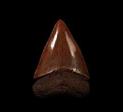 NC red Great White shark tooth for sale | Buried Treasure Fossils