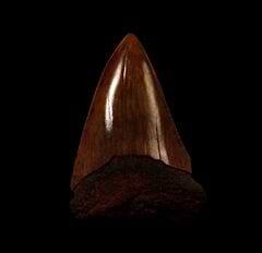 Red site Carcharodon carcharias  tooth for sale | Buried Treasure Fossils