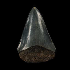 No. Carolina Great White shark tooth | Buried Treasure Fossils