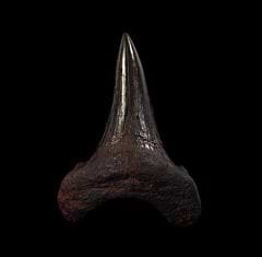 Real Copper-red site Otodus tooth for sale | Buried Treasure Fossils