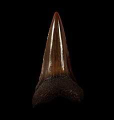 NC Carcharodon hastalis tooth for sale | Buried Treasure Fossils
