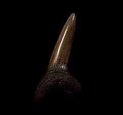 Rare Meherrin River Isurus desori tooth for sale | Buried Treasure Fossils