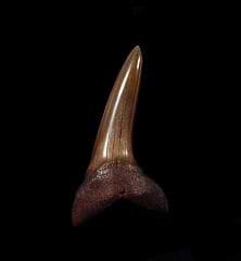 No. Carolina red Isurus desori tooth for sale | Buried Treasure Fossils