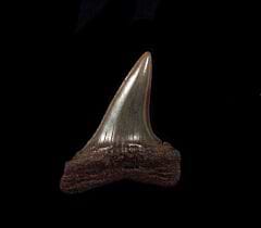 NC Shortfin Mako  tooth for sale | Buried Treasure Fossils