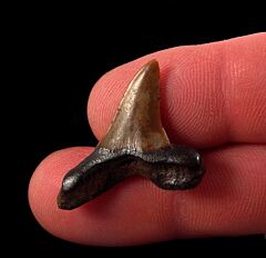 Meherrin River Isurus retroflexus shark tooth for sale | Buried Treasure Fossils