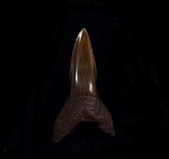 Copper-red Isurus retroflexus shark tooth for sale | Buried Treasure Fossils