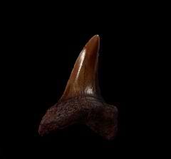 No. Carolina red site Isurus retroflexus tooth for sale | Buried Treasure Fossils