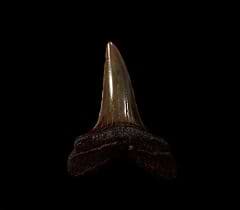 No. Carolina red Isurus retroflexus tooth for sale | Buried Treasure Fossils
