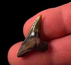 Big No. Carolina Hemipristis serra shark teeth for sale | Buried Treasure Fossils