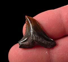 NC Hemipristis serra tooth for sale | Buried Treasure Fossils